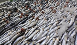 Tezgahlarda palamut yok, hamsi &ccedil;ok!