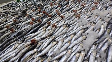 Tezgahlarda palamut yok, hamsi çok!