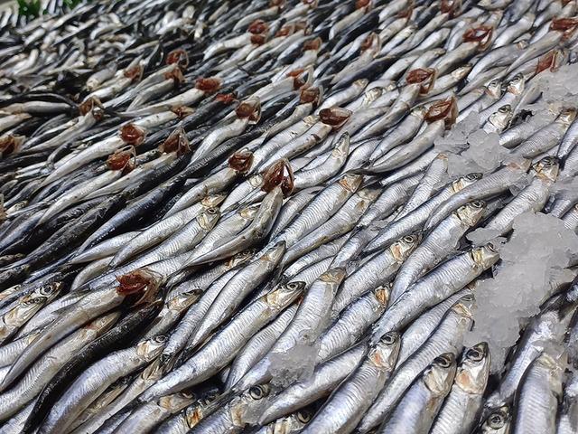 Tezgahlarda palamut yok, hamsi &ccedil;ok!