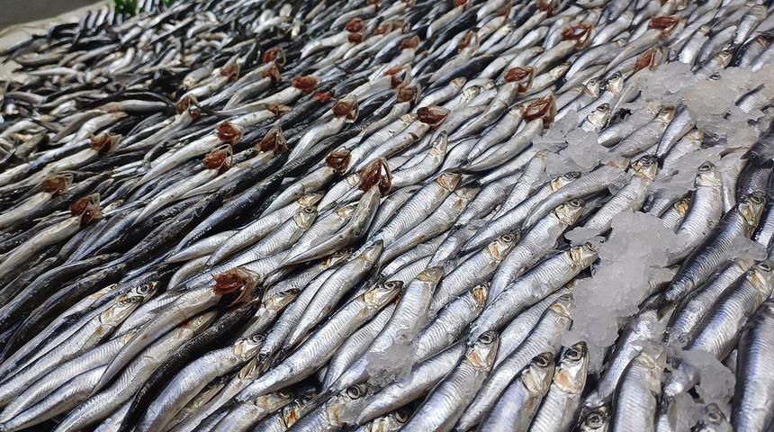 Tezgahlarda palamut yok, hamsi çok!