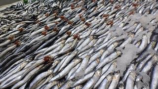 Tezgahlarda palamut yok, hamsi çok!