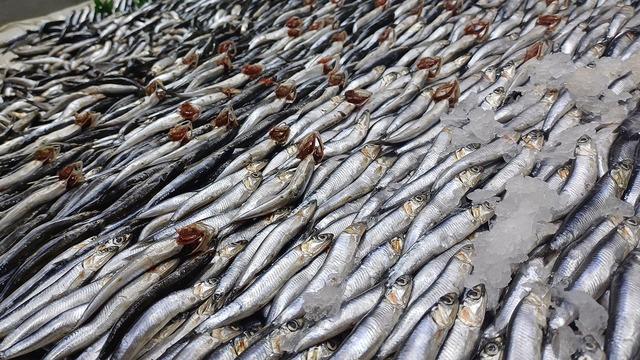 Tezgahlarda palamut yok, hamsi çok!
