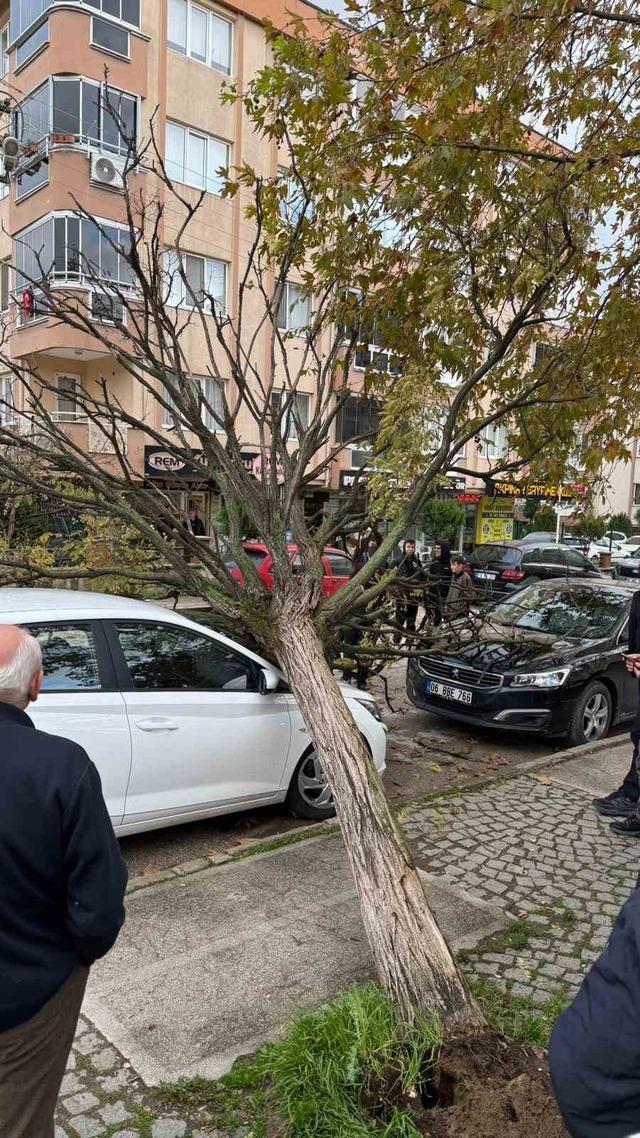 Bursa’da devrilen ağaç korku dolu anlar yaşattı 1
