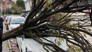 Bursa’da devrilen ağaç korku dolu anlar yaşattı