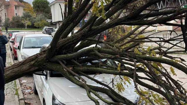 Bursa’da devrilen ağaç korku dolu anlar yaşattı