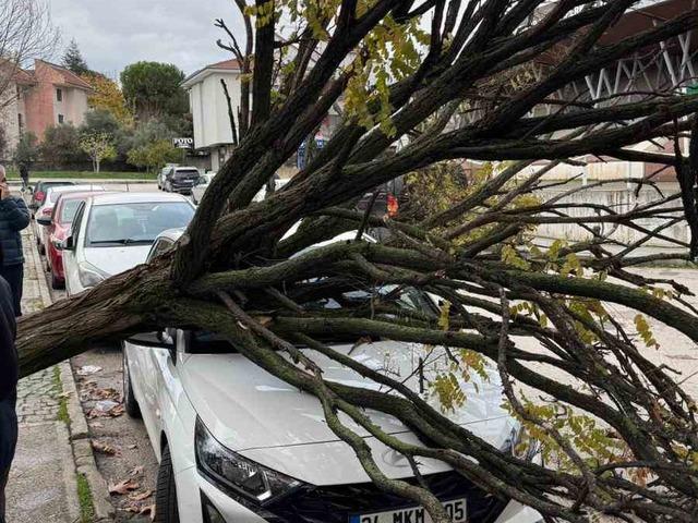 Bursa&rsquo;da devrilen ağa&ccedil; korku dolu anlar yaşattı