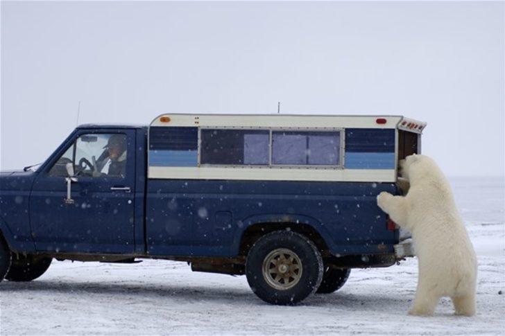 Meraklı kutup ayısı böyle kaydedildi  G2