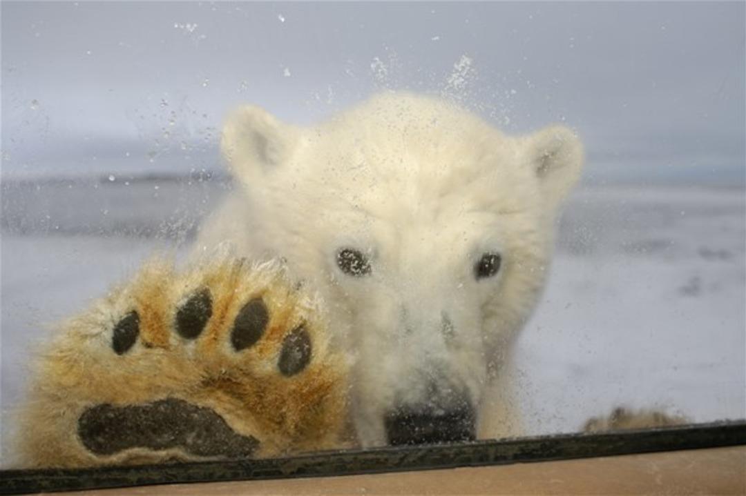 Meraklı kutup ayısı b&ouml;yle kaydedildi 