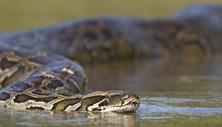 Yılana otopsi yapıldı, karnından çıkan uzmanları bile korkuttu