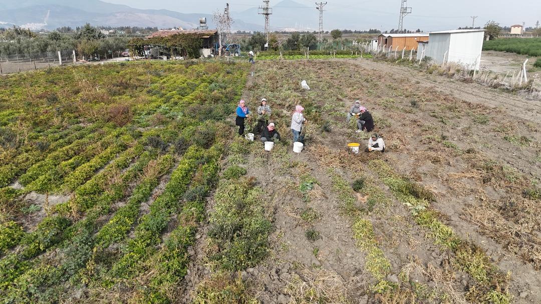 Bizim için ucuz müşteri için pahalı 10 dönümde yapıyorlar 6