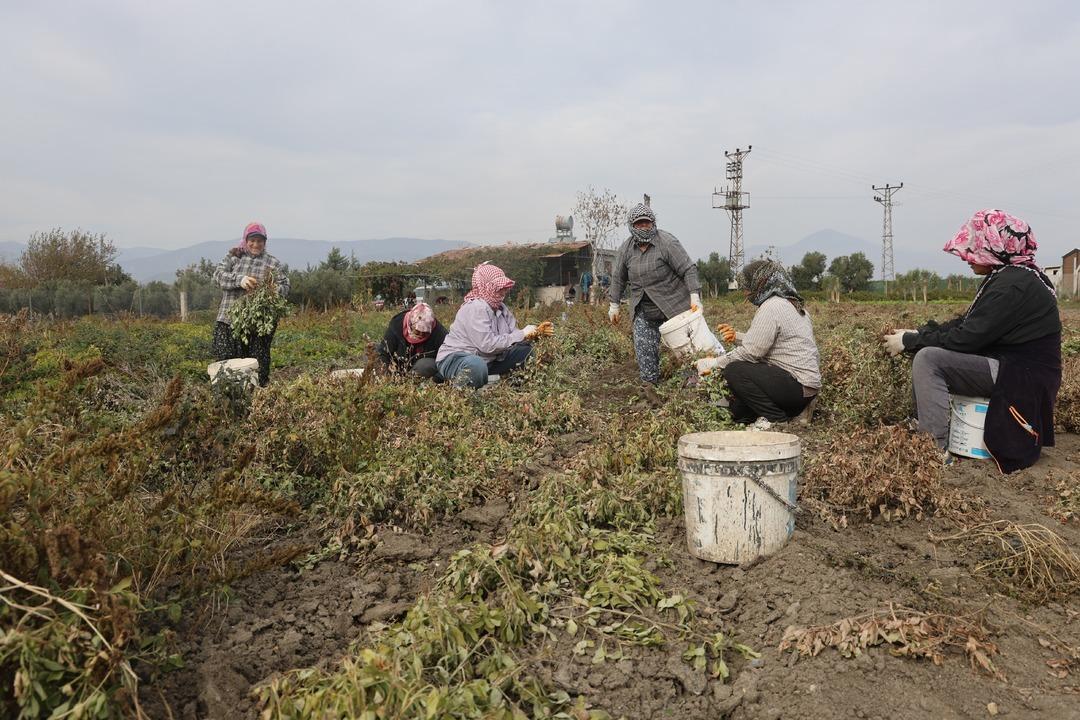 Bizim için ucuz müşteri için pahalı 10 dönümde yapıyorlar 7