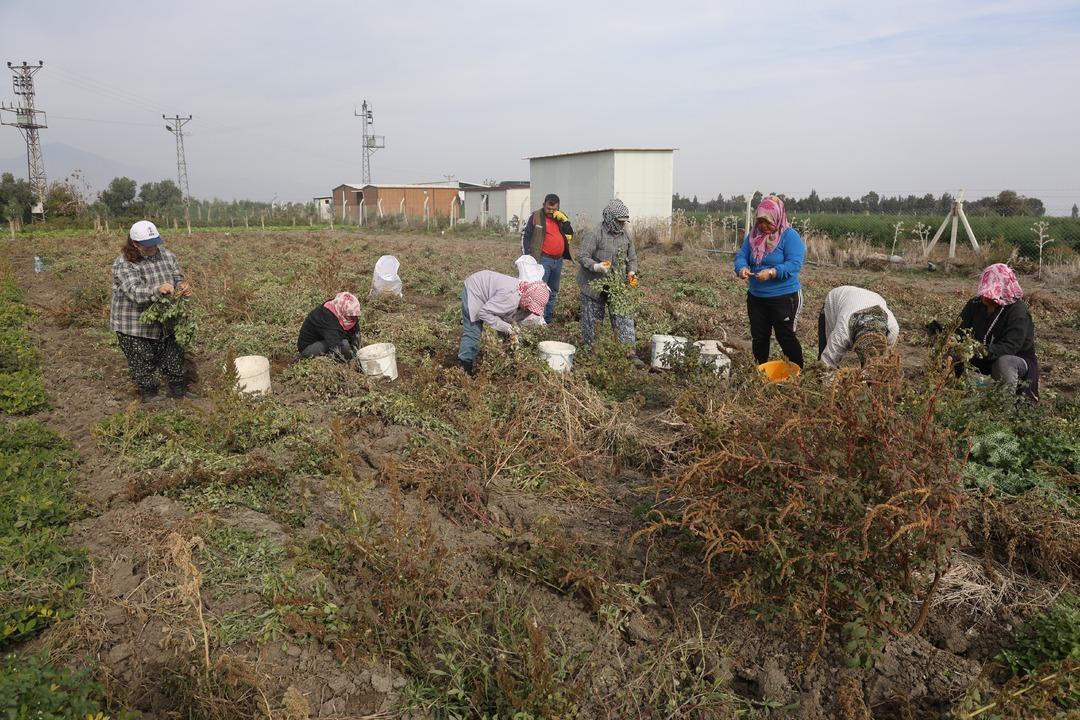 Bizim için ucuz müşteri için pahalı 10 dönümde yapıyorlar 5