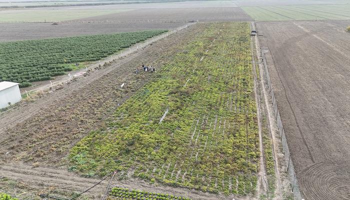 'Bizim için ucuz müşteri için pahalı' 10 dönümde yapıyorlar