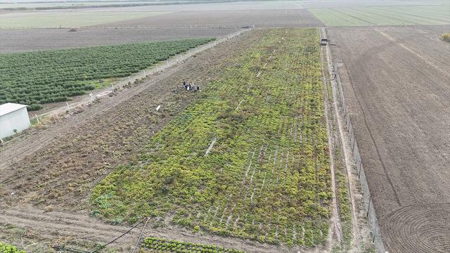 'Bizim için ucuz müşteri için pahalı' 10 dönümde yapıyorlar