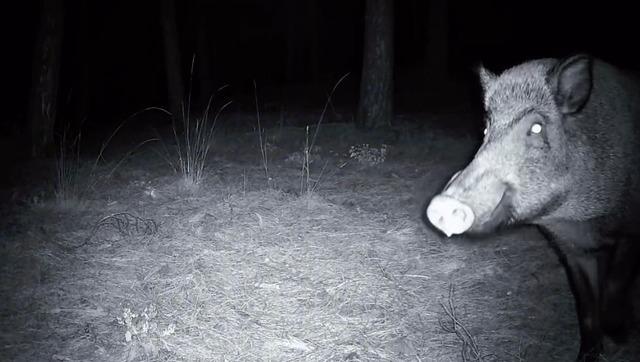 Yaban domuzunun fotokapanla savaşı: Söküp parçalamaya çalıştı 2