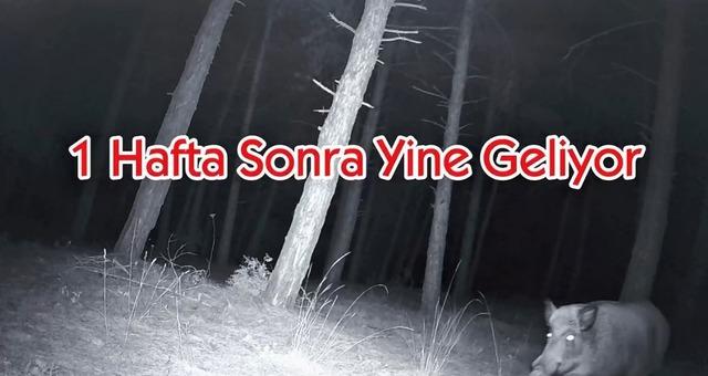 Yaban domuzunun fotokapanla savaşı: Söküp parçalamaya çalıştı 1