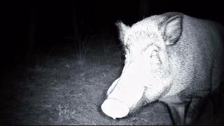 Yaban domuzunun fotokapanla savaşı: Söküp parçalamaya çalıştı