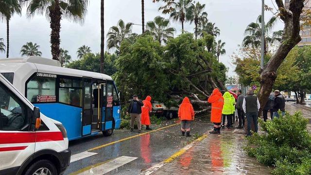 Mersin’de devrilen ağaç, seyir halindeki 3 araca zarar verdi 6