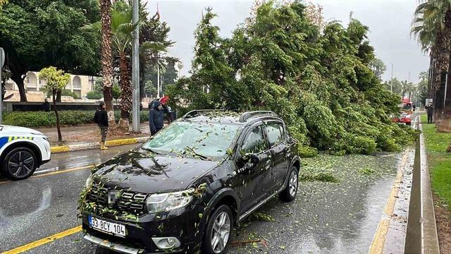 Mersin’de devrilen ağaç, seyir halindeki 3 araca zarar verdi 5