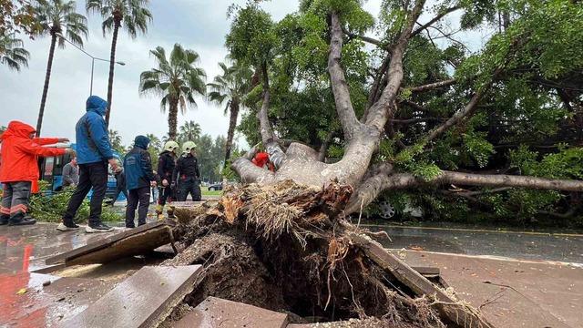 Mersin’de devrilen ağaç, seyir halindeki 3 araca zarar verdi 3