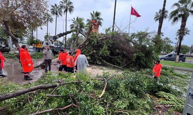 Mersin’de devrilen ağaç, seyir halindeki 3 araca zarar verdi 1
