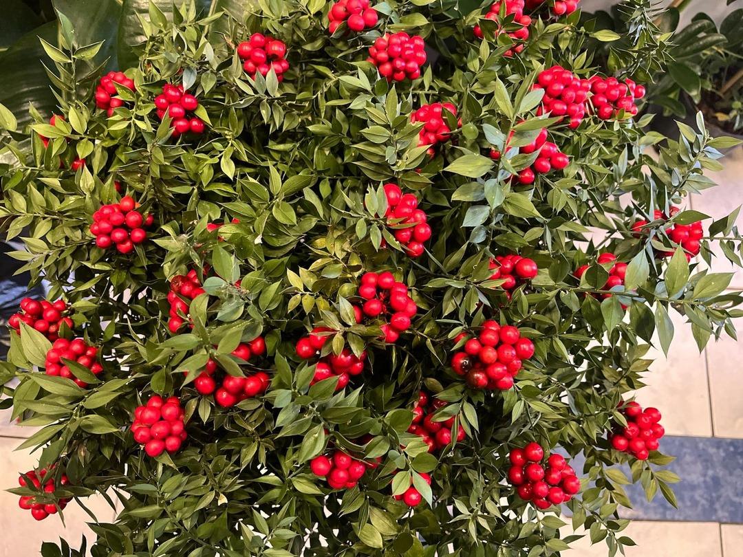 Son 10 yılda trend oldu! Kilosu 500 TL: Aralık ayında çok satıyor 3