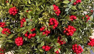 Son 10 yılda trend oldu: Kilosu 500 TL