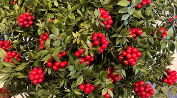 Son 10 yılda trend oldu! Kilosu 500 TL: Aralık ayında çok satıyor