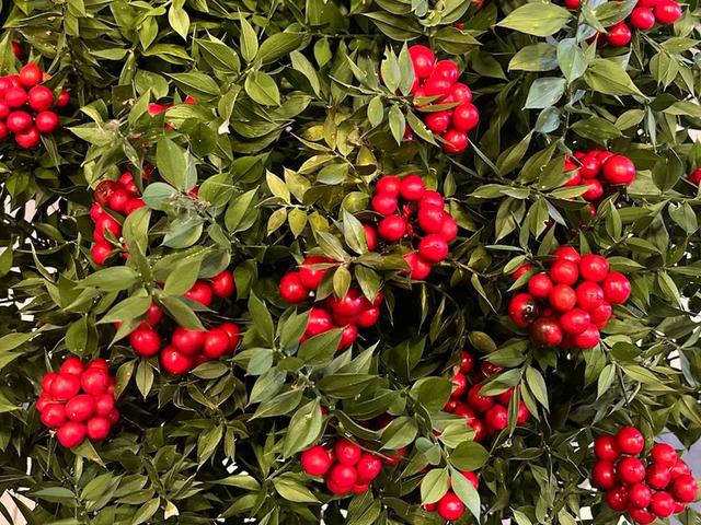 Son 10 yılda trend oldu: Kilosu 500 TL