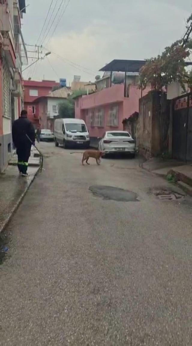 Adana’da başıboş sokak köpekleri toplanıyor 1