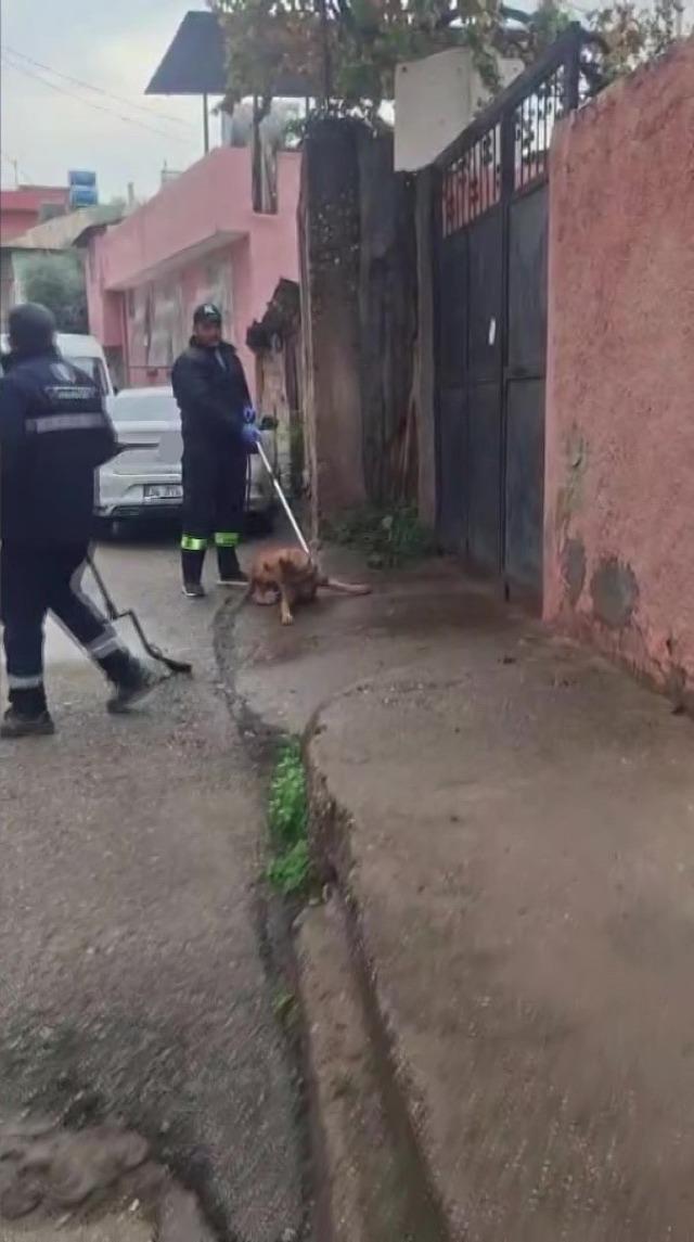 Adana’da başıboş sokak köpekleri toplanıyor 2