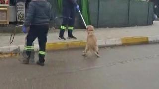 Adana’da başıboş sokak köpekleri toplanıyor