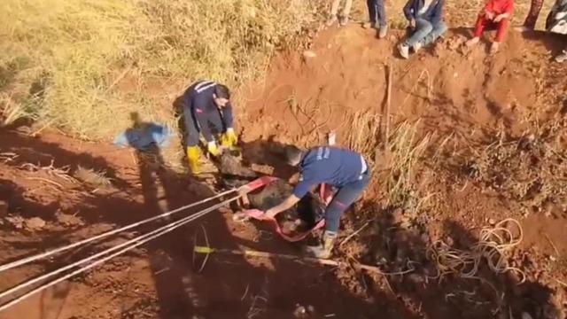 Tahliye kanalına düşen inek için seferber oldular! Böyle kurtarıldı