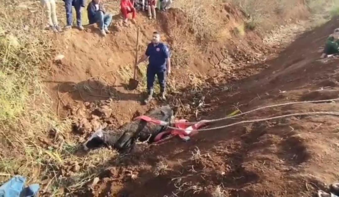 Tahliye kanalına düşen inek için seferber oldular! Böyle kurtarıldı 1