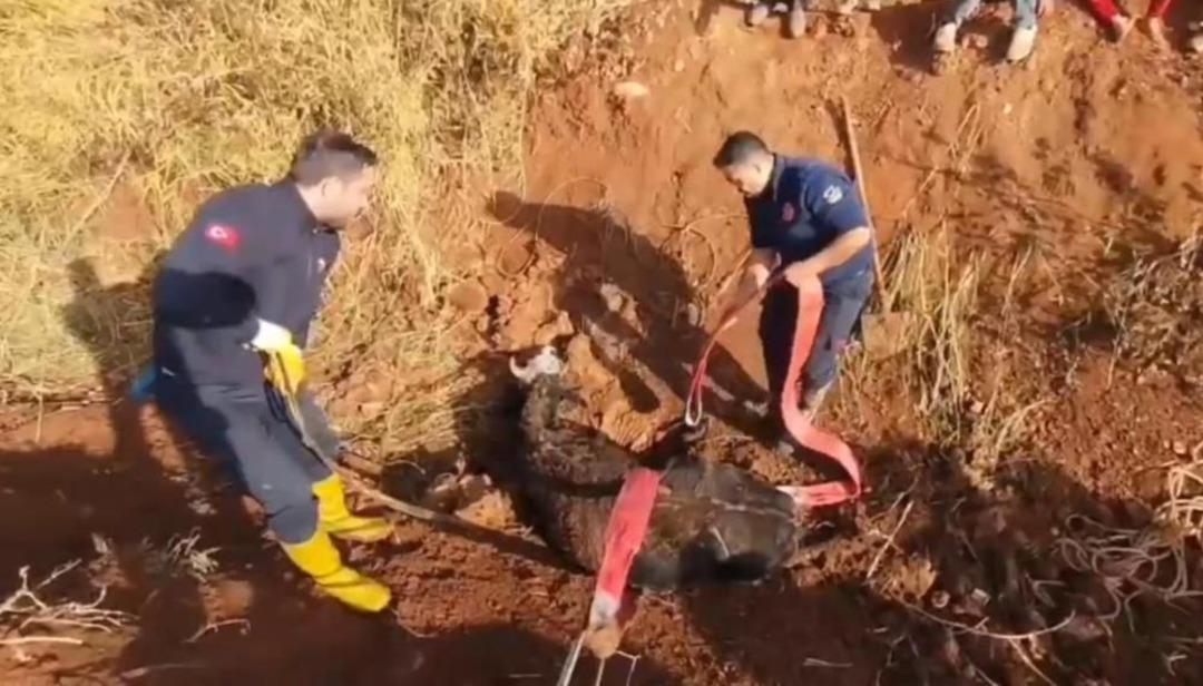 Tahliye kanalına düşen inek için seferber oldular! Böyle kurtarıldı 2
