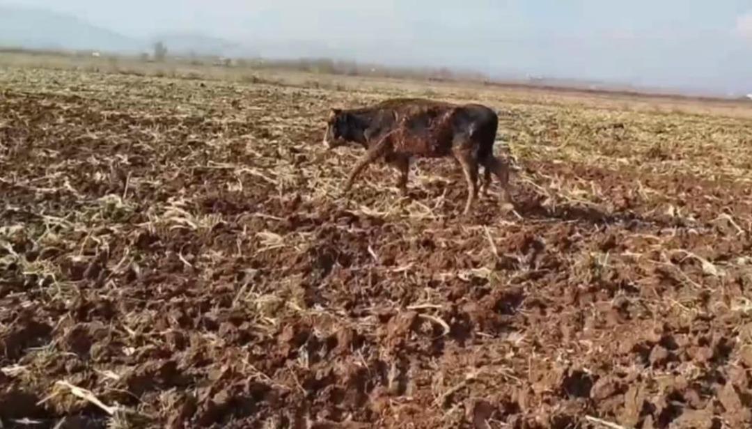 Tahliye kanalına düşen inek için seferber oldular! Böyle kurtarıldı 3