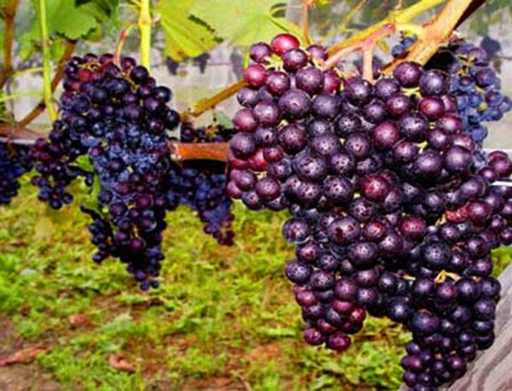 Satılık üzüm bağları