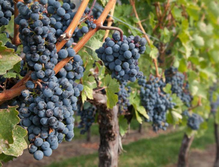 Satılık üzüm bağları