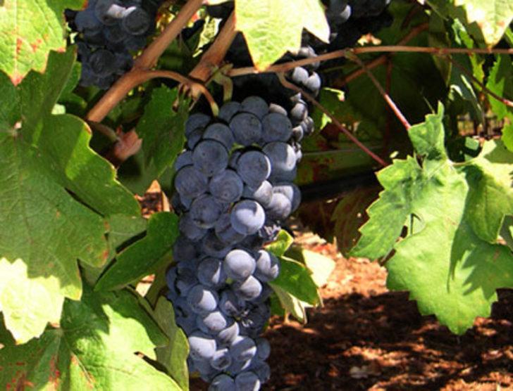 Satılık üzüm bağları