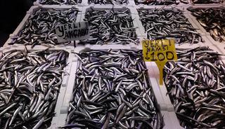 Balık tezgahlarında hamsi bolluğu!