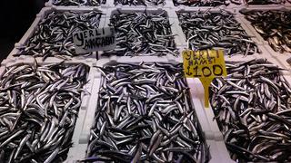 Balık tezgahlarında hamsi bolluğu!