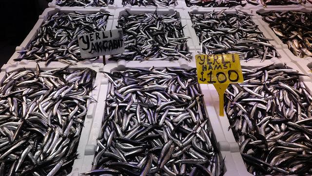 Balık tezgahlarında hamsi bolluğu!