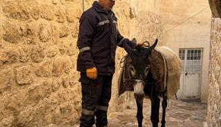 Mardin'de yeni dönem! Belediyenin kadrolu eşekleri emekli oluyor