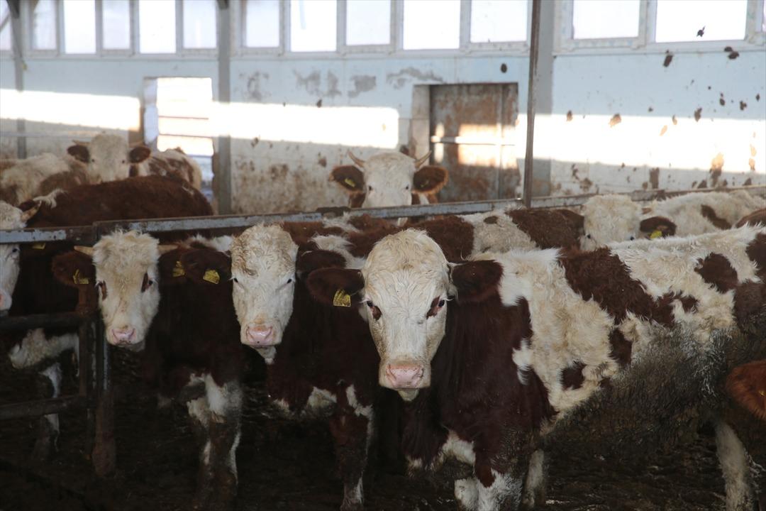 1 milyon 350 bin TL ile tesis kurdu! Sayıyı 4 ten 80 e çıkardı 2