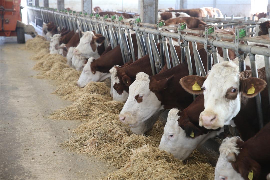 1 milyon 350 bin TL ile tesis kurdu! Sayıyı 4 ten 80 e çıkardı 4