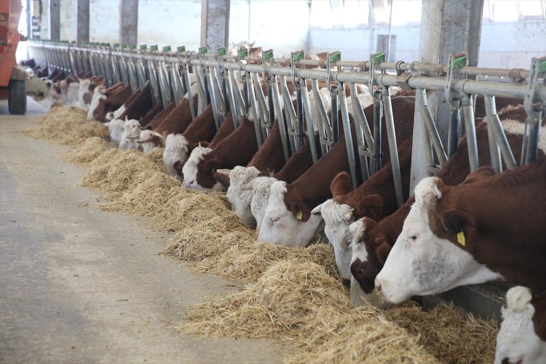 1 milyon 350 bin TL ile tesis kurdu! Sayıyı 4 ten 80 e çıkardı 5