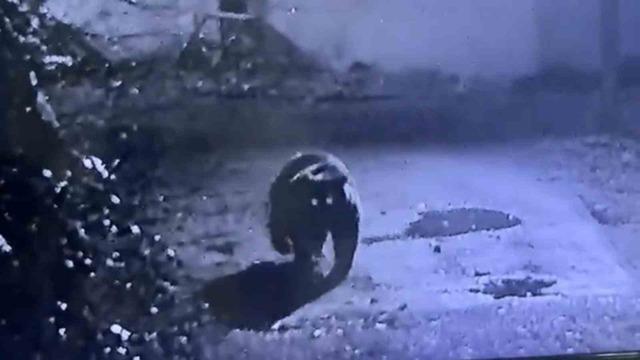 Rize’de avcıların yakalayamadığı ayı güvenlik kamerasına yakalandı 3