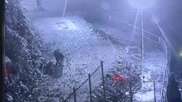 Rize’de avcıların yakalayamadığı ayı güvenlik kamerasına yakalandı 2