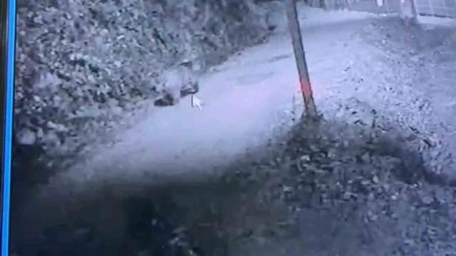 Rize’de avcıların yakalayamadığı ayı güvenlik kamerasına yakalandı 1