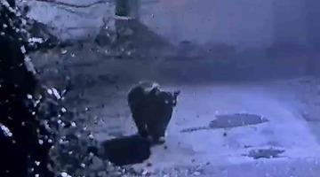 Rize’de avcıların yakalayamadığı ayı güvenlik kamerasına yakalandı